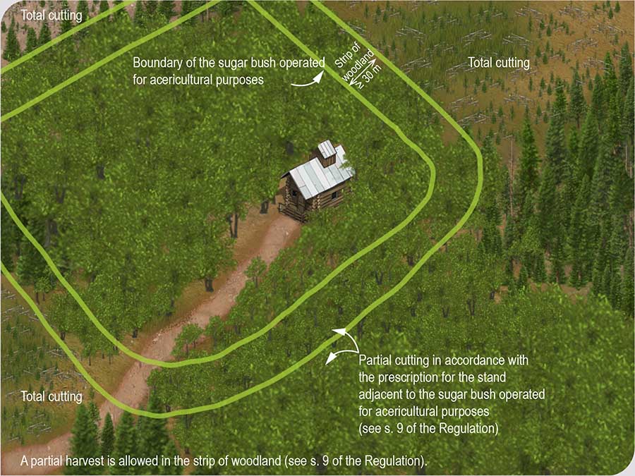 Strip of woodland around a sugar bush operated for acericultural purposes Strip of woodland around a sugar bush operated for acericultural purposes