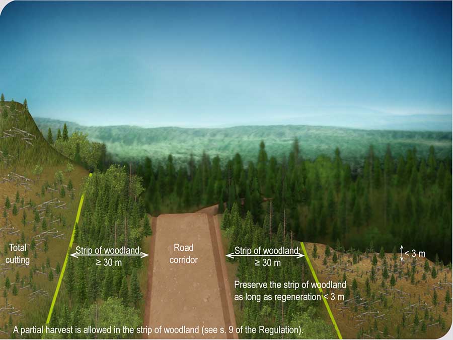 Total cutting of the strip of woodland is prohibited along a road corridor as long as regeneration in the adjacent cutting area is < 3 m Total cutting of the strip of woodland is prohibited along a road corridor as long as regeneration in the adjacent cutting area is < 3 m