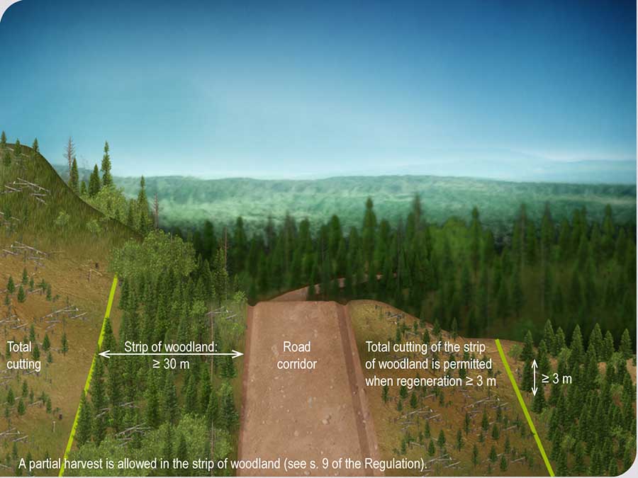 Total cutting of the strip of woodland is permitted along a road corridor when regeneration in the adjacent cutting area is ≥ 3 m Total cutting of the strip of woodland is permitted along a road corridor when regeneration in the adjacent cutting area is ≥ 3 m