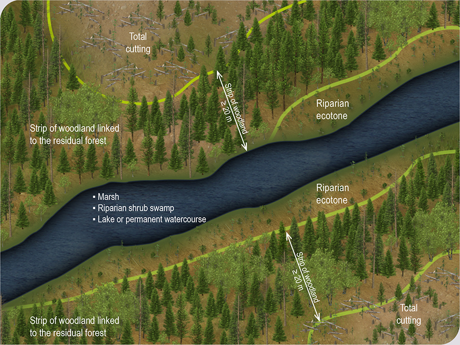 Strip of woodland alongside a wetland or aquatic environment Strip of woodland alongside a wetland or aquatic environment