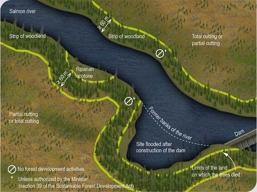 Rules governing forest development activities alongside a salmon river Rules governing forest development activities alongside a salmon river