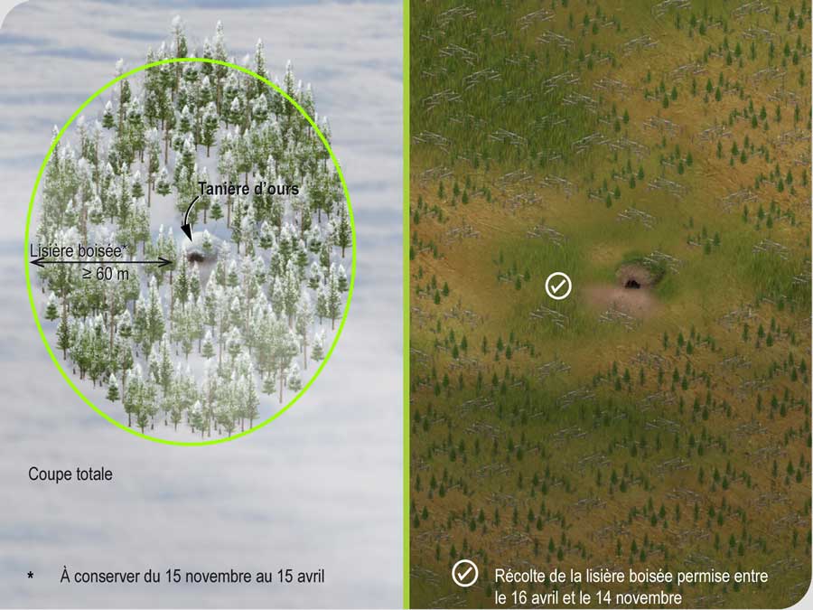 Règles qui régissent les activités d’aménagement forestier en bordure de la tanière d’un ours Règles qui régissent les activités d’aménagement forestier en bordure de la tanière d’un ours