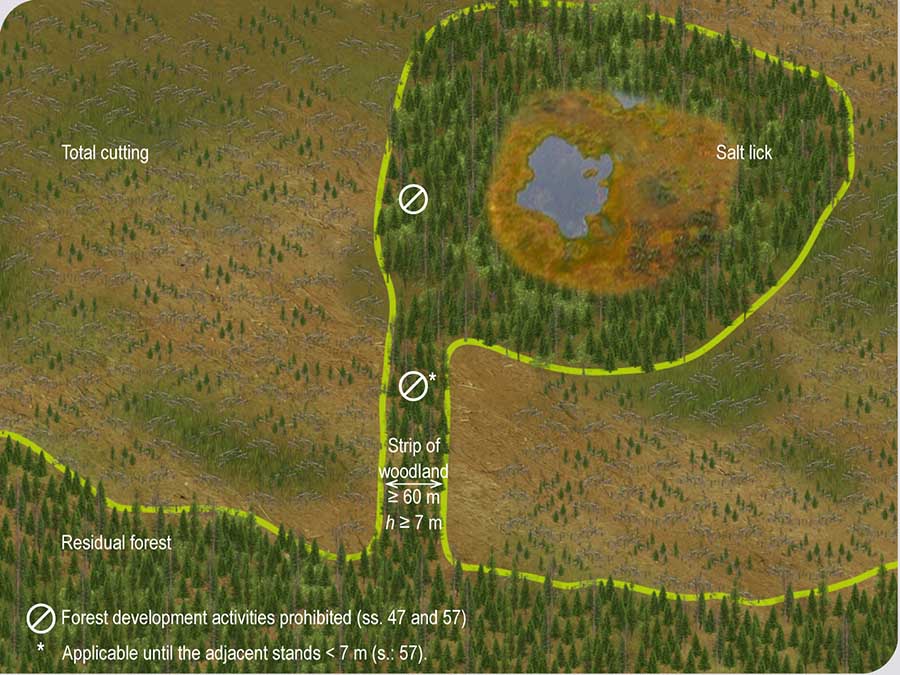 Rules governing forest development activities alongside a salt lick Rules governing forest development activities alongside a salt lick