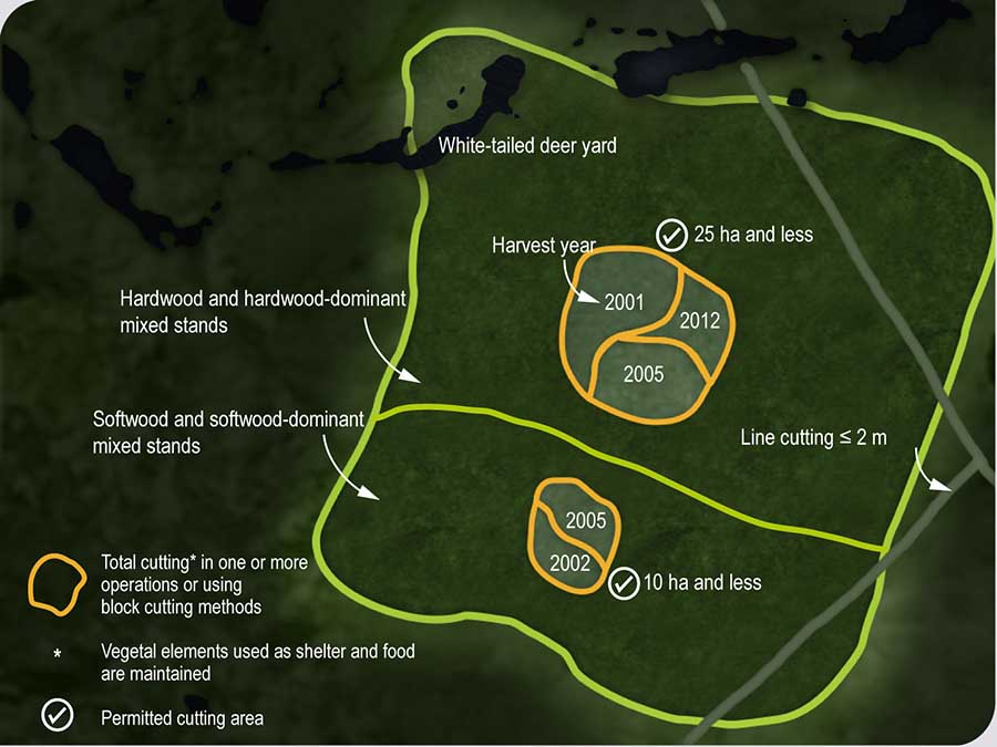Rules governing forest development activities in a white-tailed deer yard Rules governing forest development activities in a white-tailed deer yard