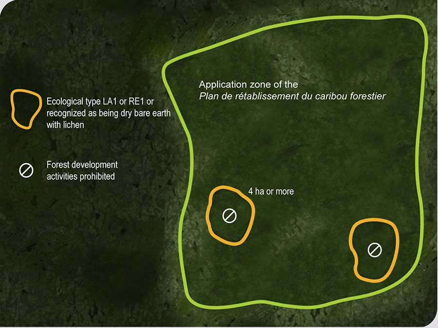 Rules governing forest development activities in the application zone of the Plan de rétablissement du caribou forestier, écotype forestier Rules governing forest development activities in the application zone of the Plan de rétablissement du caribou forestier, écotype forestier